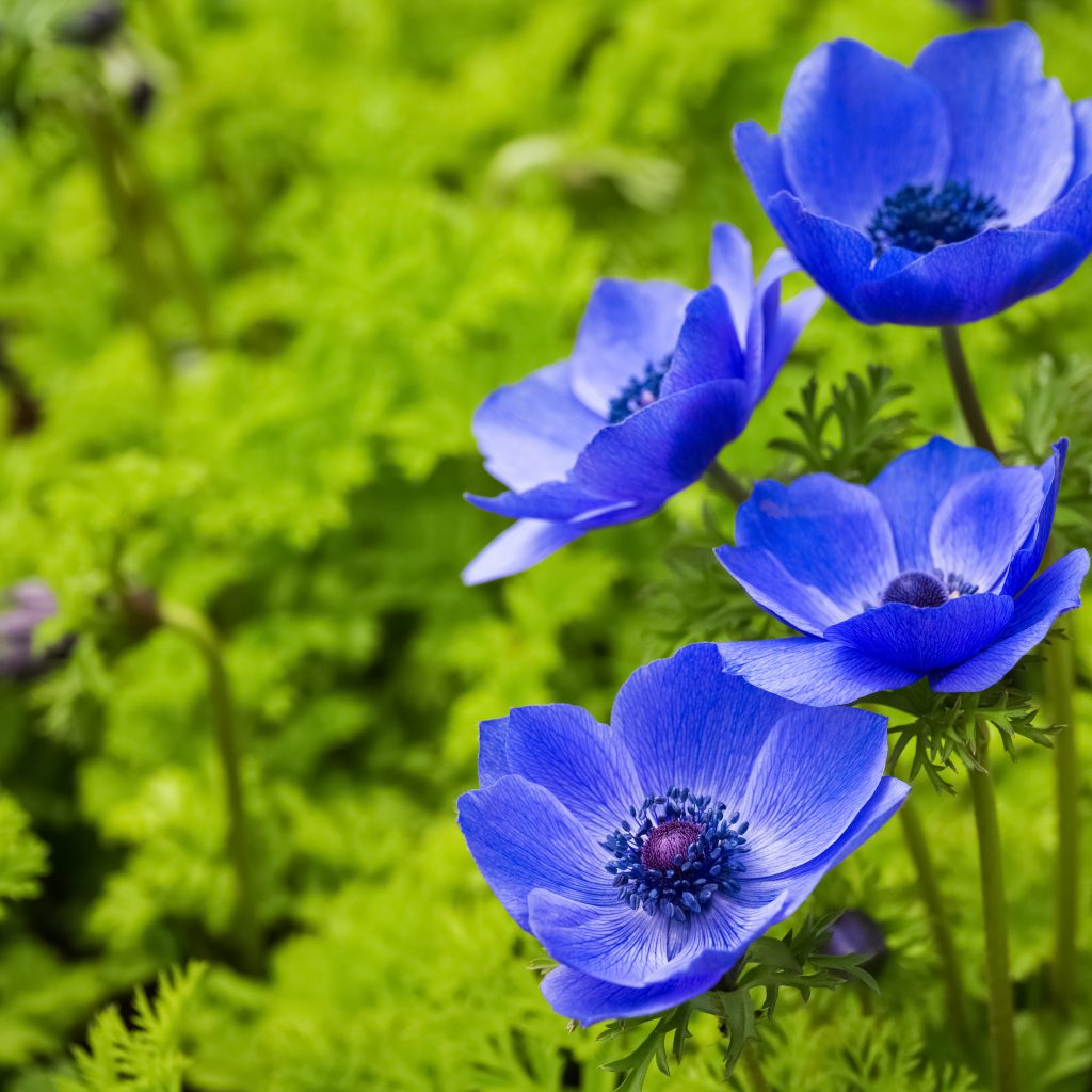 Infos zum CU Zahlenring 7 Seelenbewusst® - KiTE® Seminare & Coaching