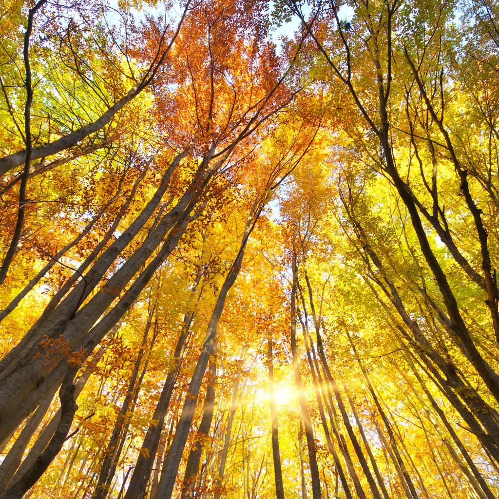 Infos zum CU Zahlenring 22 Seelenbewusst® - KiTE® Seminare & Coaching