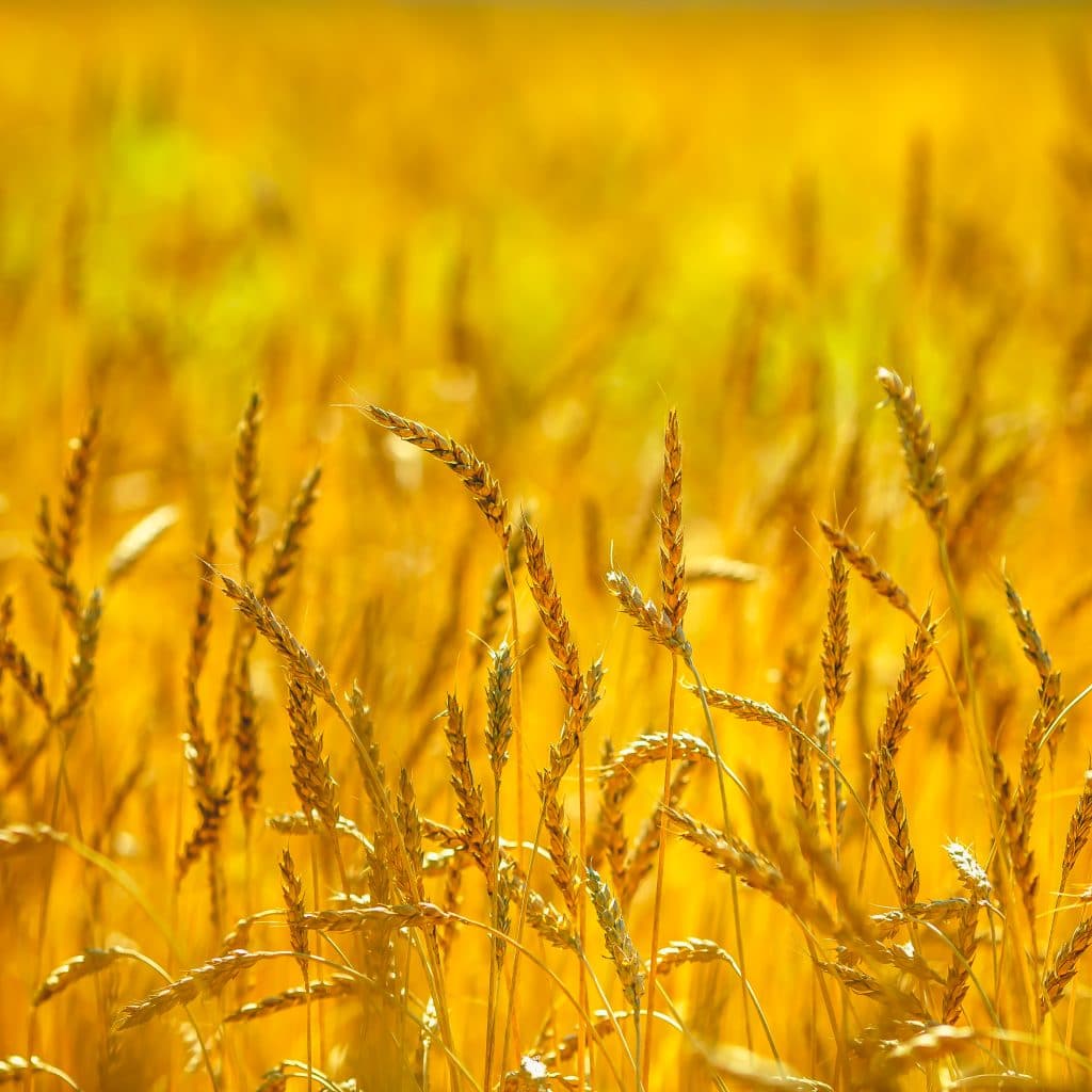 Infos zum CU Zahlenring 19 Seelenbewusst® - KiTE® Seminare & Coaching